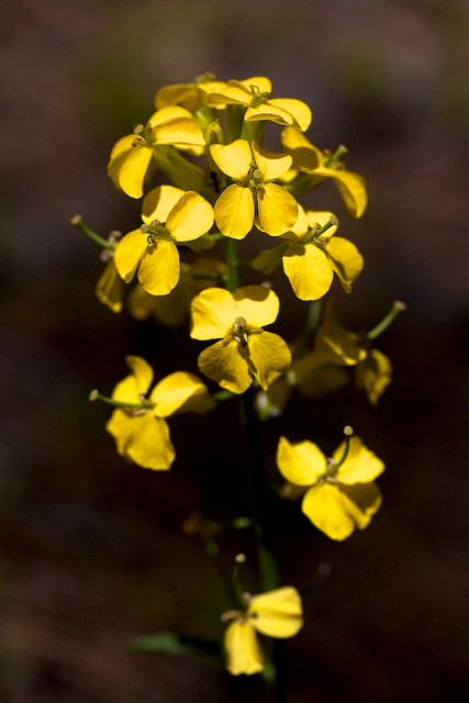Erysimum capitatum