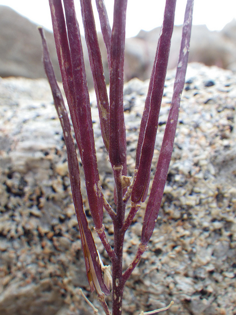 Erysimum capitatum
