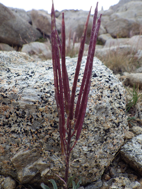 Erysimum capitatum