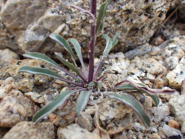 Erysimum capitatum (Erysimum capitatum)