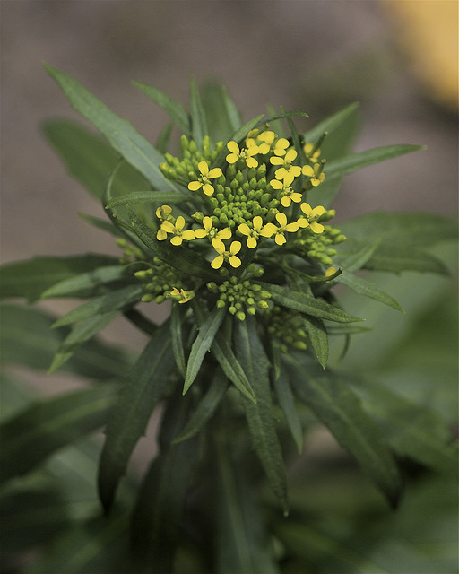 Vélar fausse giroflée (Erysimum cheiranthoides)