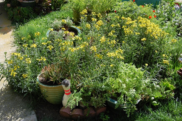Erysimum franciscanum