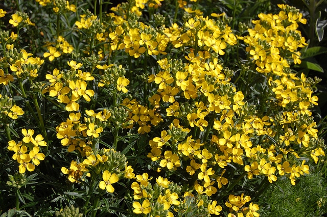 Erysimum franciscanum