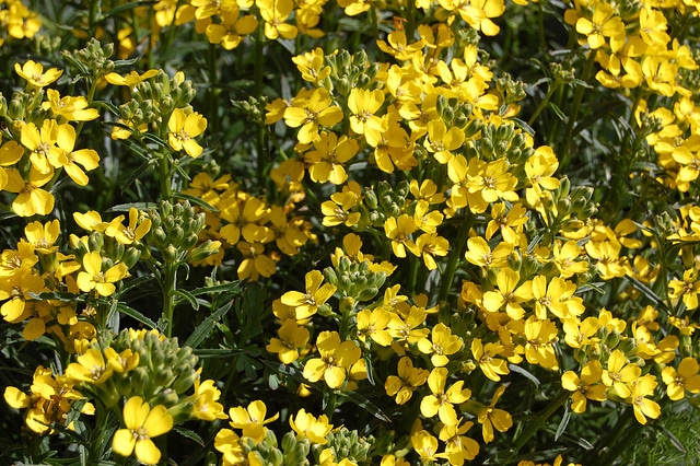 Erysimum franciscanum