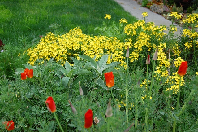 Erysimum franciscanum