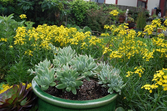 Erysimum franciscanum