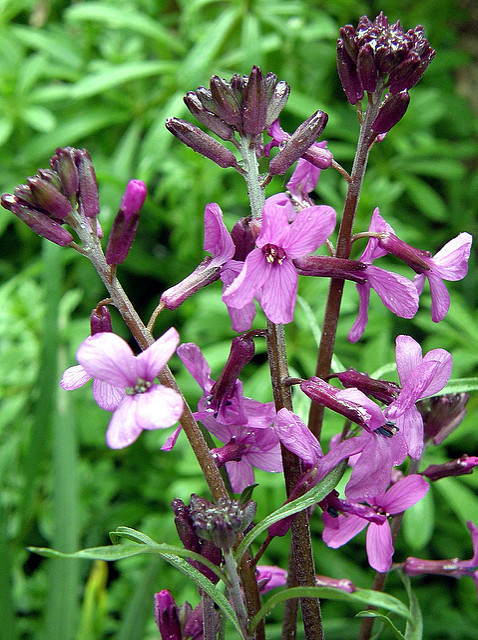 Giroflée arbustive (Erysimum linifolium)