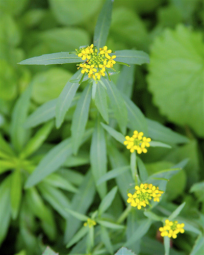 Vélar étalé