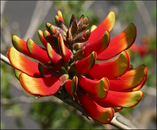Erythrina acanthocarpa