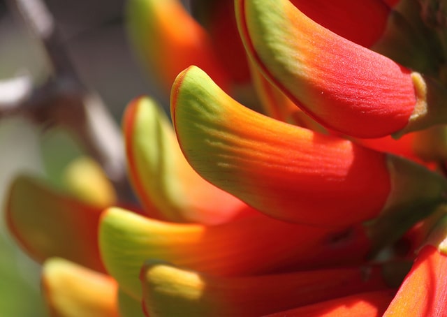 Erythrina acanthocarpa
