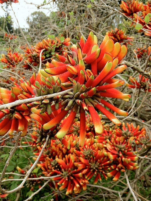 Erythrina acanthocarpa