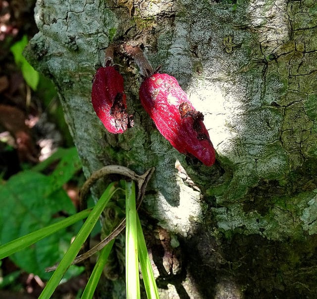 Erythrina americana
