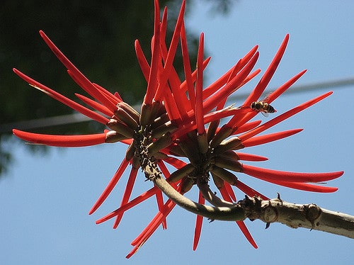 Erythrina americana