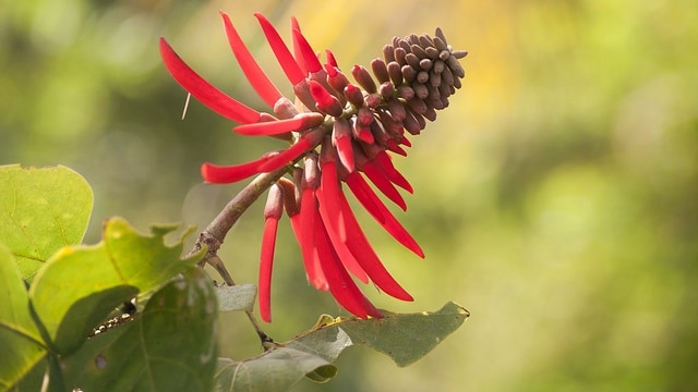 Erythrina americana (Erythrina americana)