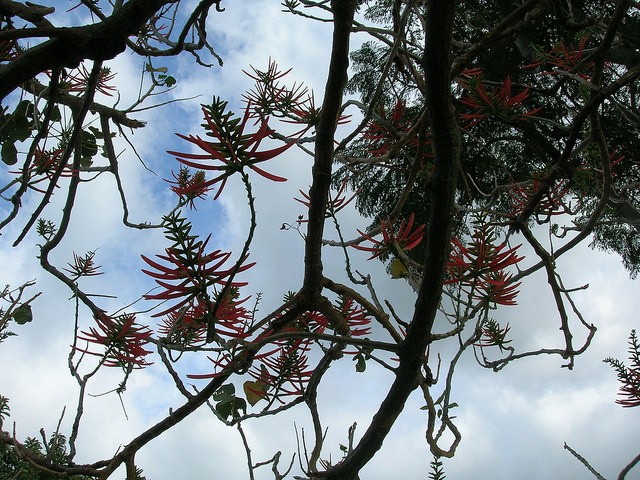 Erythrina berteroana (Erythrina berteroana)