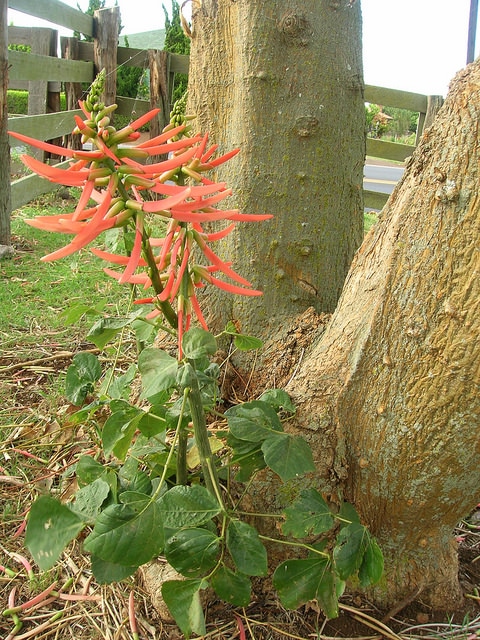 Erythrina berteroana