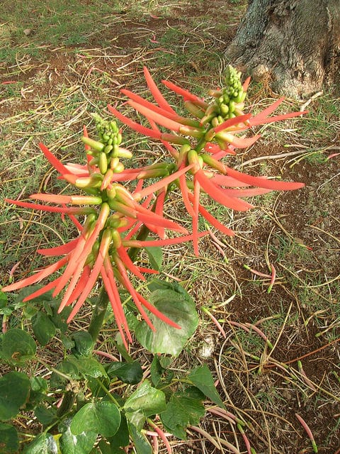 Erythrina berteroana