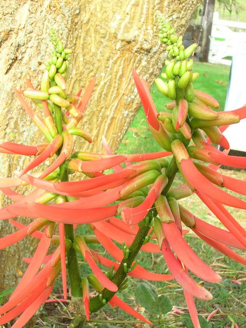 Erythrina berteroana