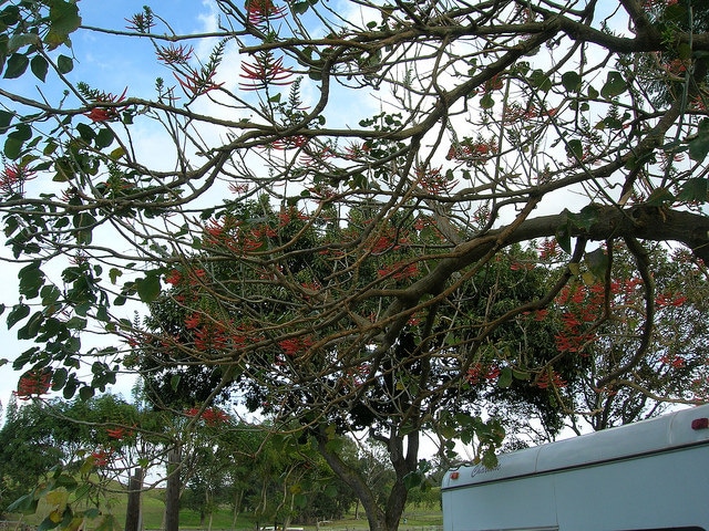 Erythrina berteroana