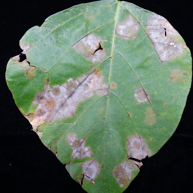 Erythrina berteroana
