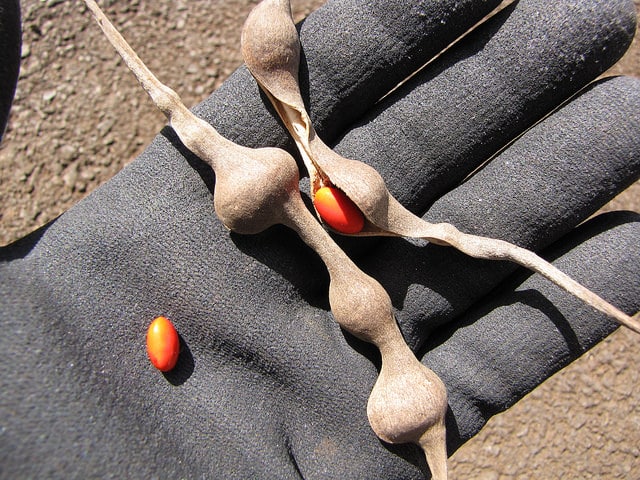 Érythrine caffre (Erythrina caffra)