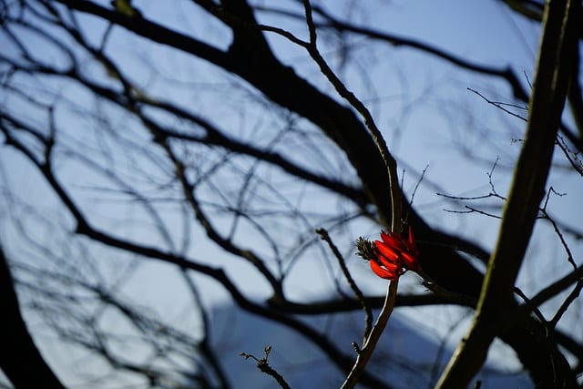 Erythrina corallodendron