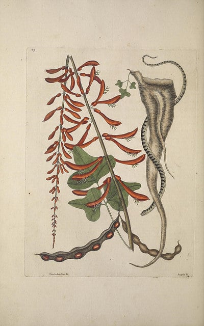 Erythrina corallodendron