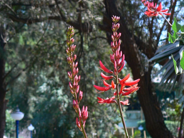 Erythrina corallodendron