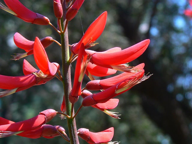 Erythrina corallodendron