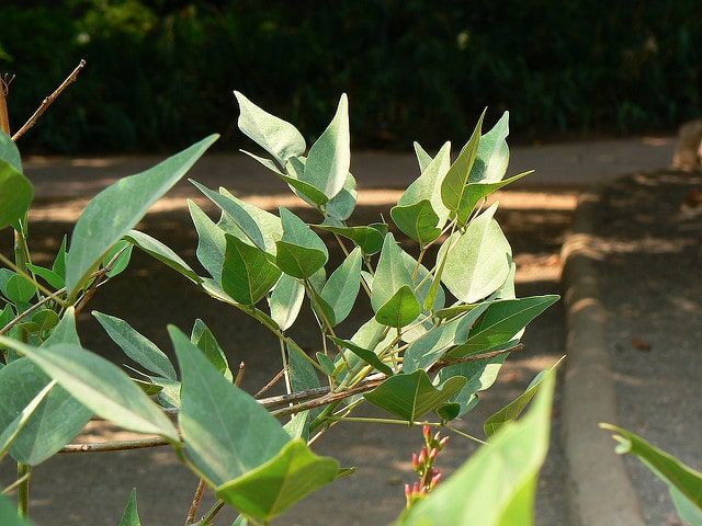 Erythrina corallodendron