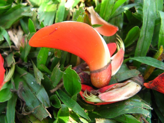 Erythrina falcata (Erythrina falcata)