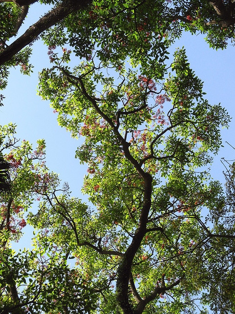 Erythrina falcata