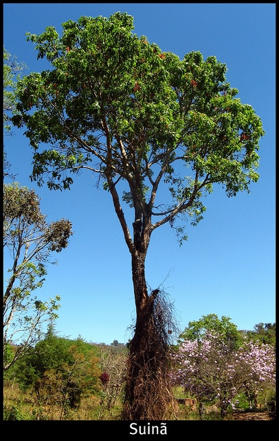 Erythrina falcata