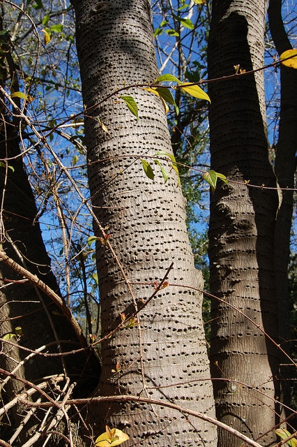 Erythrina falcata