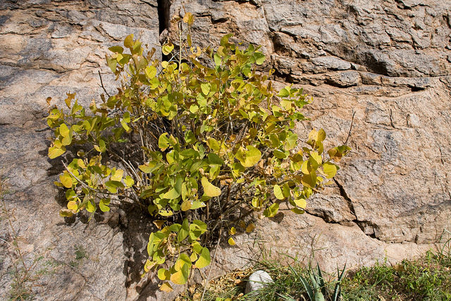 Erythrina flabelliformis (Erythrina flabelliformis)