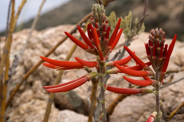 Erythrina flabelliformis