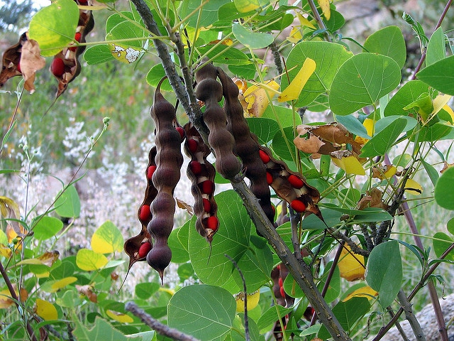 Erythrina flabelliformis