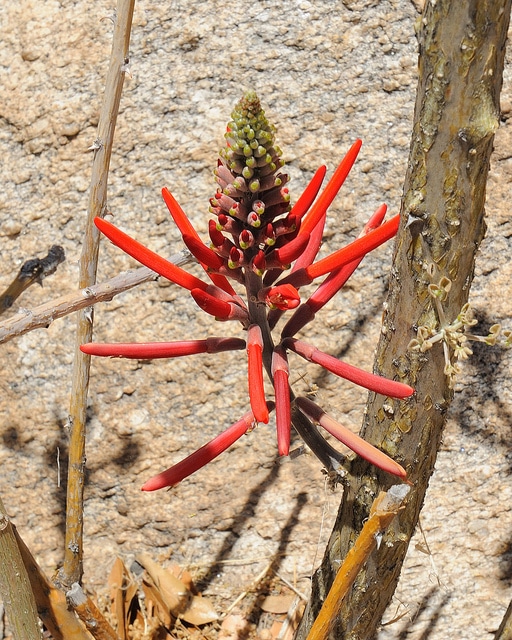 Erythrina flabelliformis