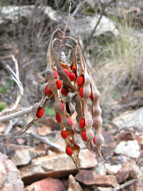 Erythrina flabelliformis