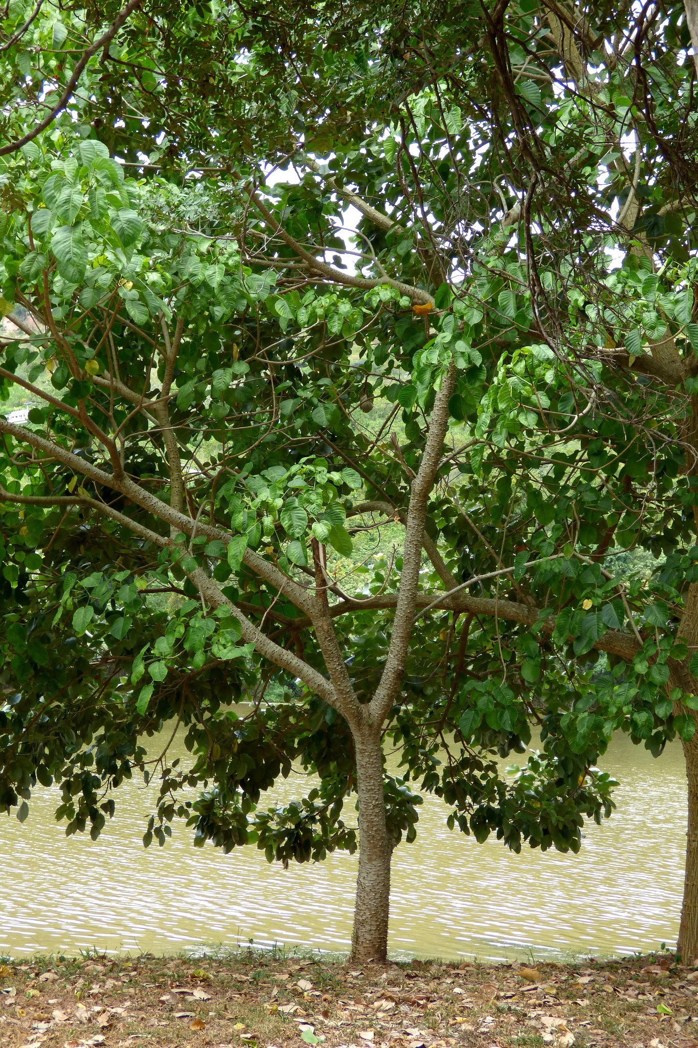 Erythrina fusca (Erythrina fusca)