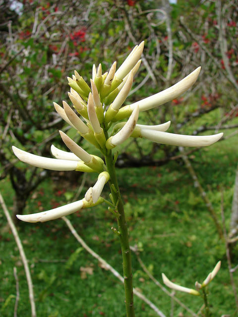 Erythrine de caroline