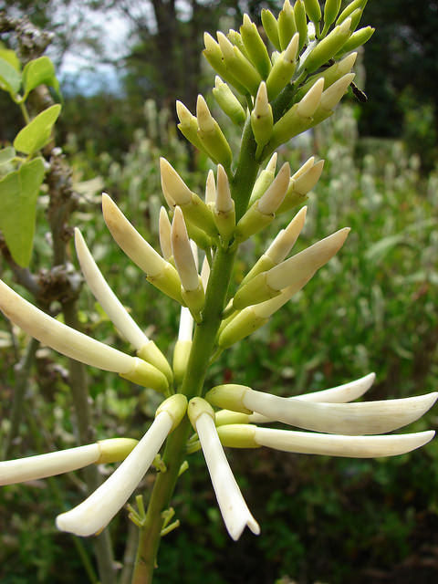 Erythrine de caroline