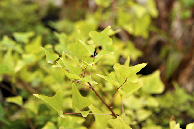 Erythrine de caroline (Erythrina herbacea)