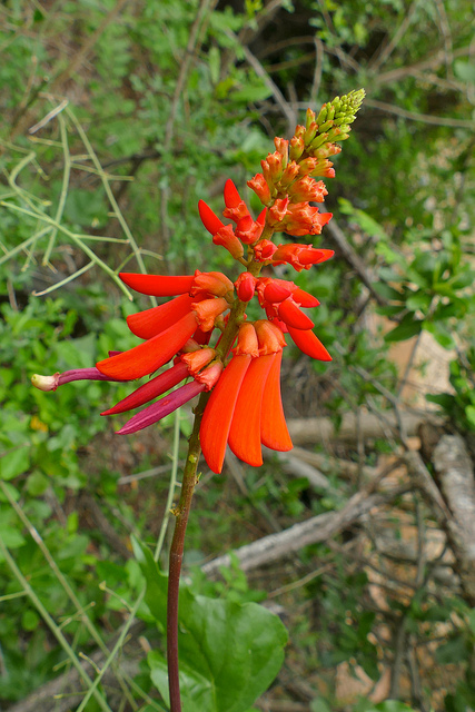 Erythrina humeana