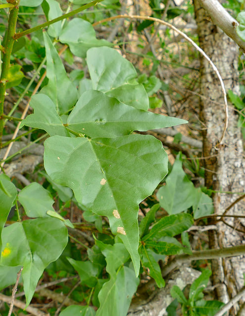 Erythrina humeana