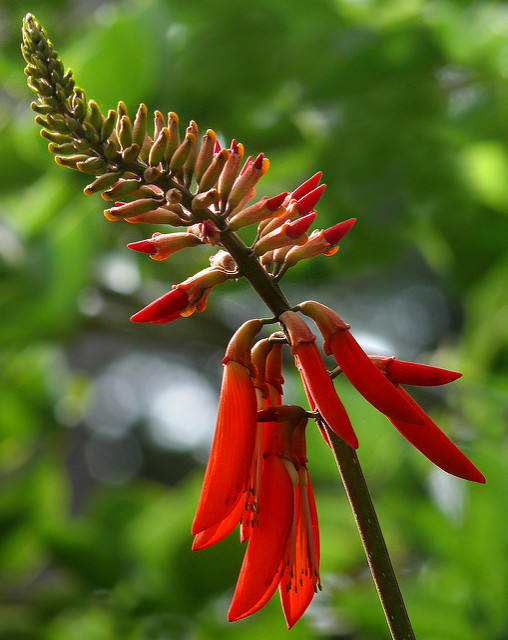 Erythrina humeana