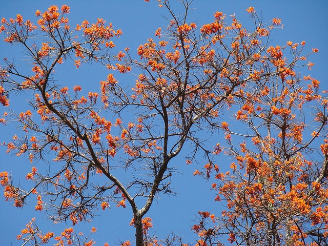 Erythrina poeppigiana (Erythrina poeppigiana)