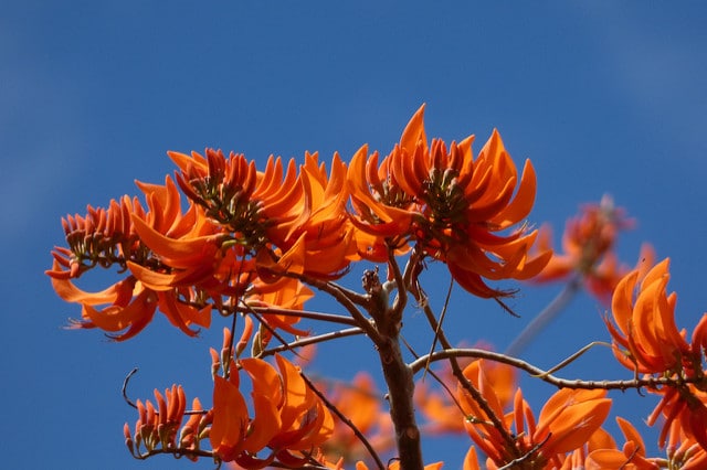 Erythrina poeppigiana