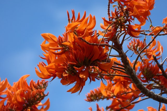 Erythrina poeppigiana