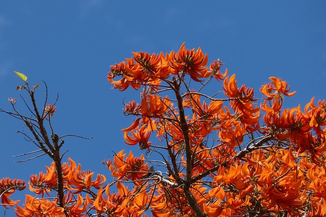 Erythrina poeppigiana